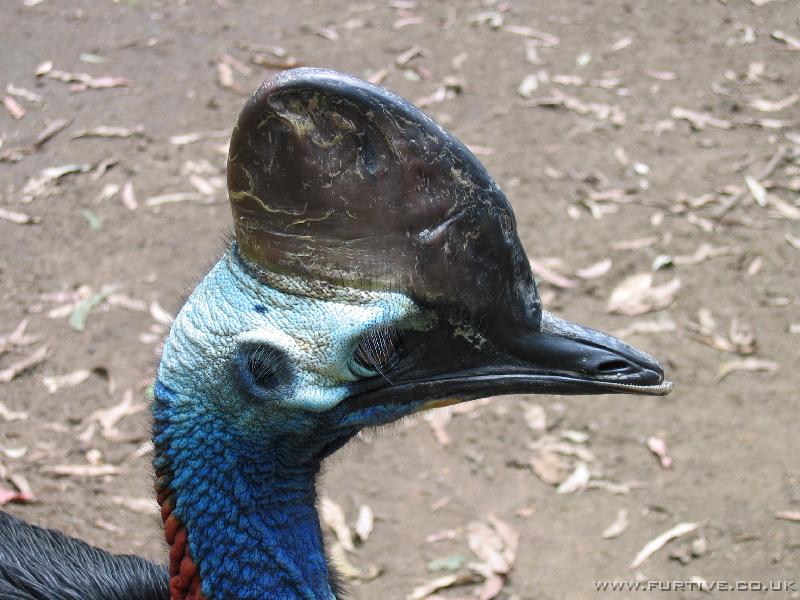 IMG_3163 Cassowary