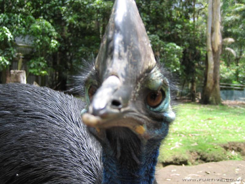 IMG_3165 Cassowary