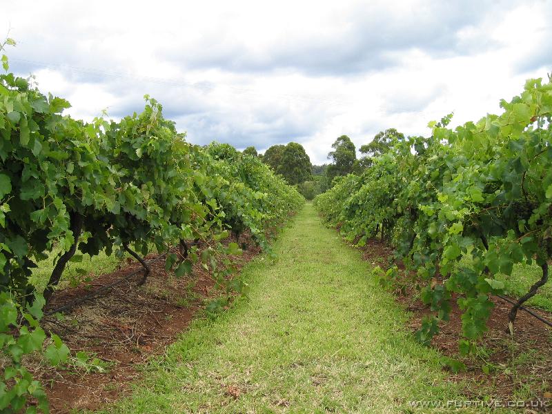 IMG_3195 Vineyard, Hunter Valley