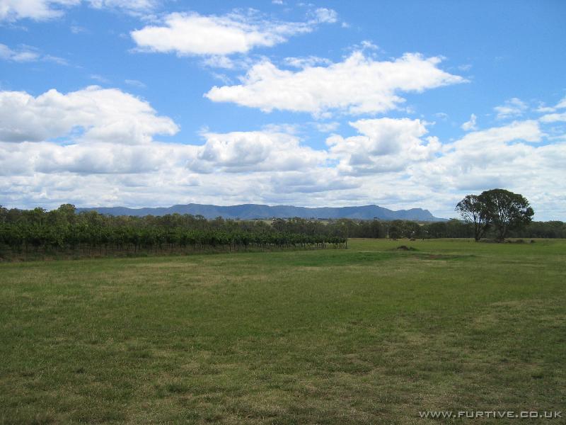 IMG_3198 Vineyard, Hunter Valley