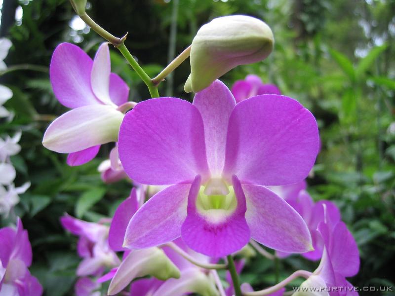 IMG_3097 Orchid